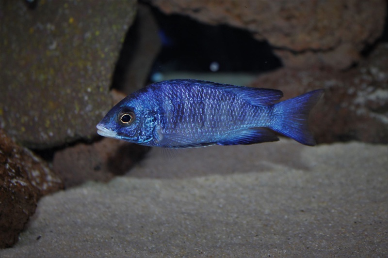 Placidochromis phenochilus 'Mdoka Reef'